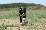 BORDER COLLIE 301